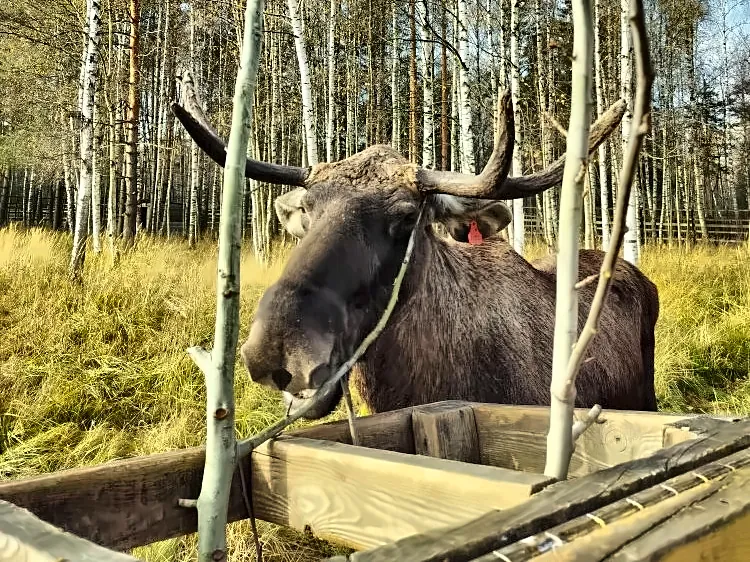 Лосиный остров: Биостанция — экскурсия для школьников в Москве